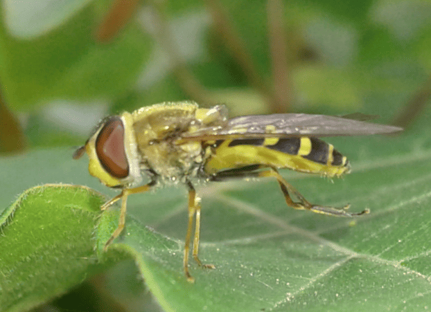 Syrphidae : femmina di Syrphus sp.? S, di Syrphus vitripennis